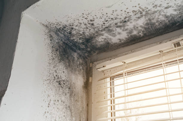 Affordable Mold Cleanup solutions in Turbotville, PA